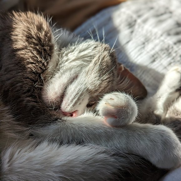 Meet your Posher - Picture 1 of 1